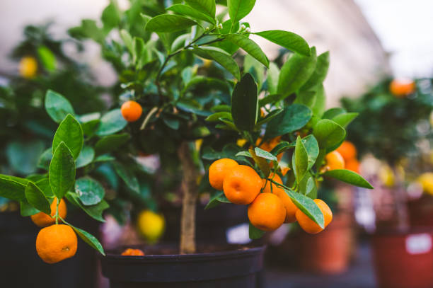 Orange-tree
